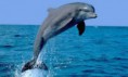 /album/animales/images-3-jpg/